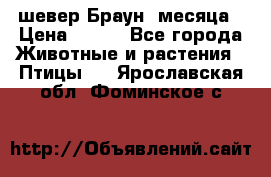 шевер Браун 2месяца › Цена ­ 200 - Все города Животные и растения » Птицы   . Ярославская обл.,Фоминское с.